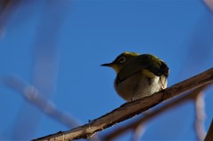 昨日のメジロ (2)