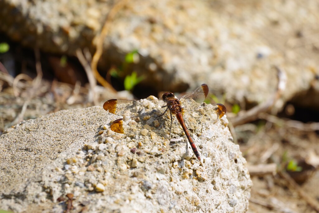 今日のトンボ (1)