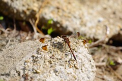 今日のトンボ (1)