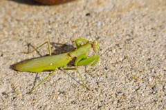 カマキリちゃん (2)