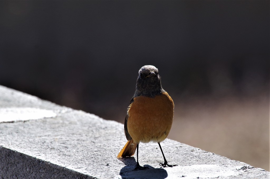 昨日のジョビ君 (1)