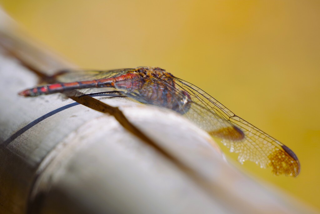 ノシメトンボ (2)