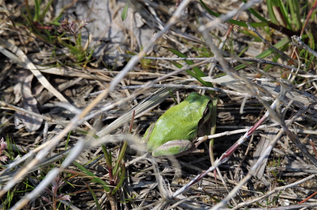 もう春かな・・ (1)