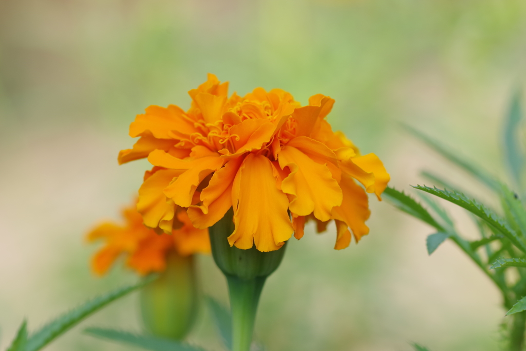 フレンチ、マリーゴールド