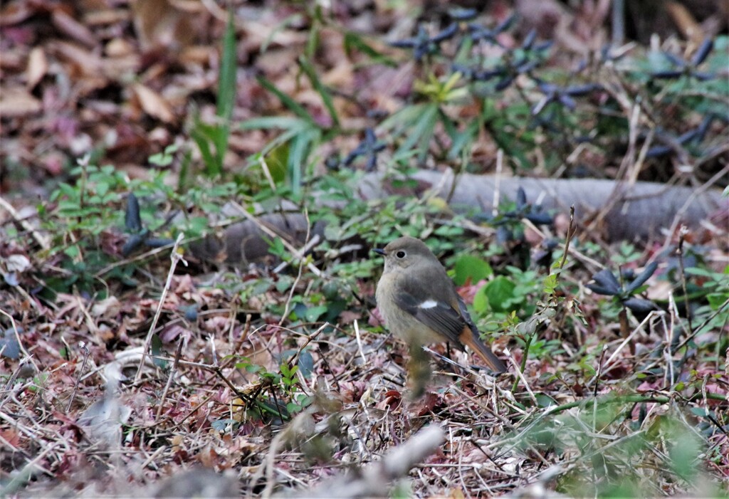 昨日の野鳥 (1)