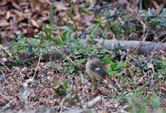 昨日の野鳥 (1)
