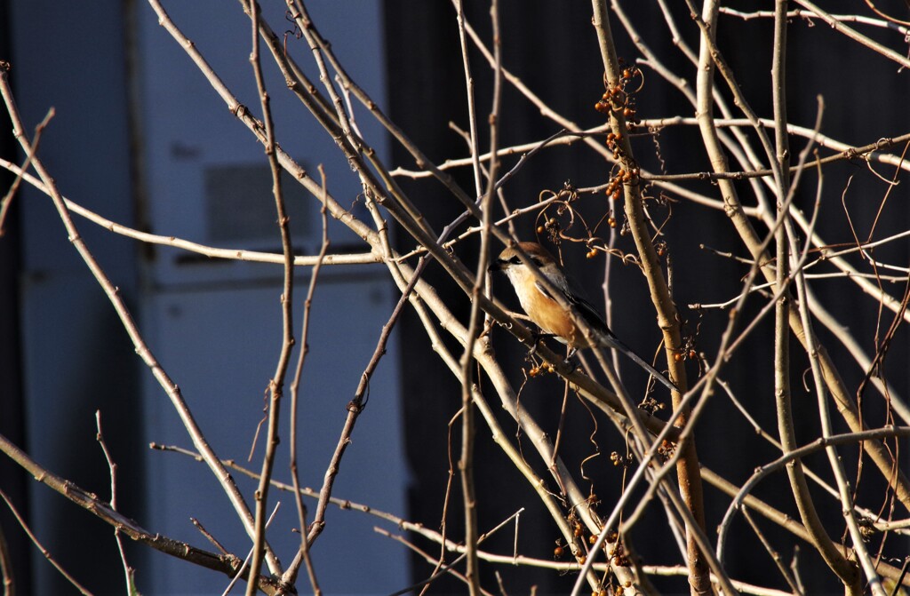 野鳥達 (3)