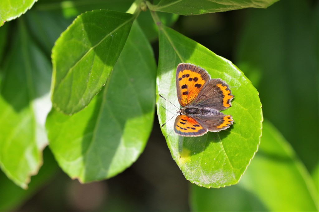 昨日のベニちゃん (1)