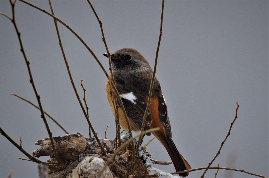 昨日のジョビ君　 (3)
