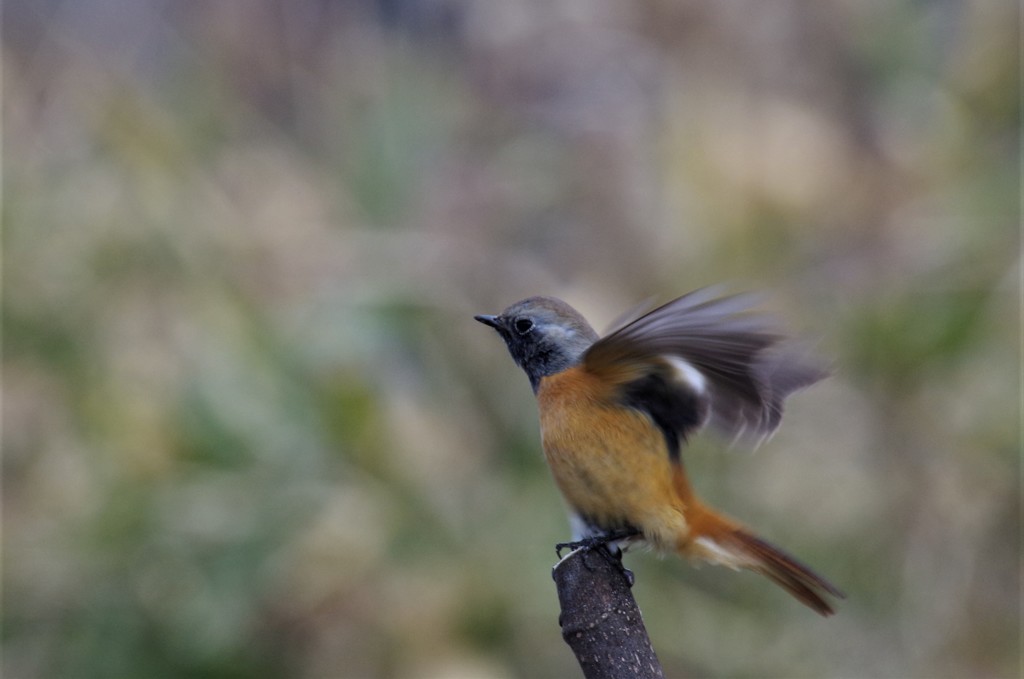 昨日のジョビ君 (4)