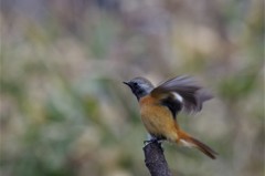 昨日のジョビ君 (4)