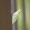 庭先にて