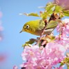昨日の鳥 (2)