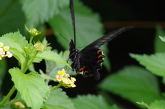 黒いアゲハ