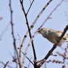 春のさえずり (2)