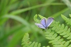 シジミチョウ (1)