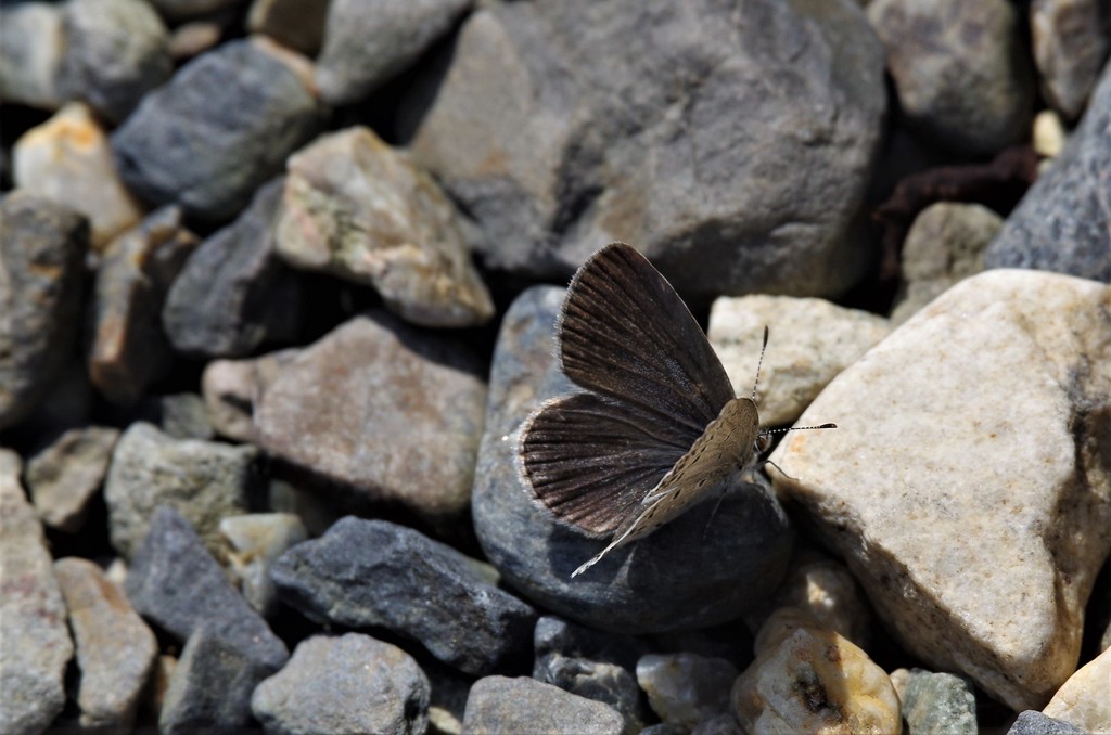 昨日のヤマトシジミ (1)