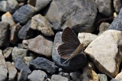 昨日のヤマトシジミ (1)