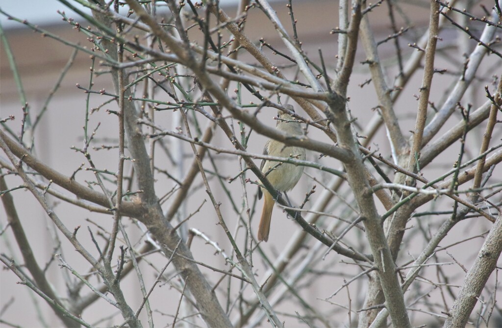 今日の野鳥 (1)