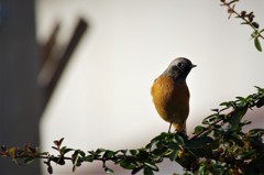 今日のジョウビタキ (3)