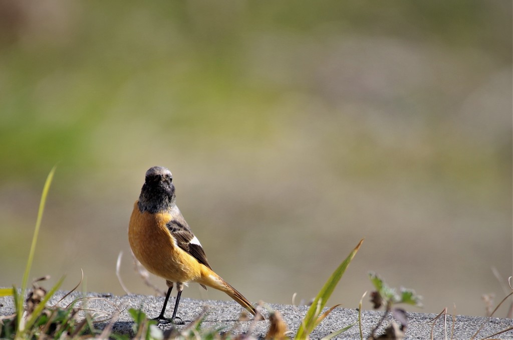 一昨日のジョビ君 (1)