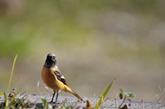 一昨日のジョビ君 (1)