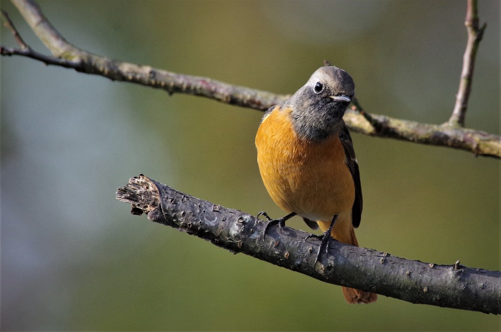 昨日のジョウビタキ (2)