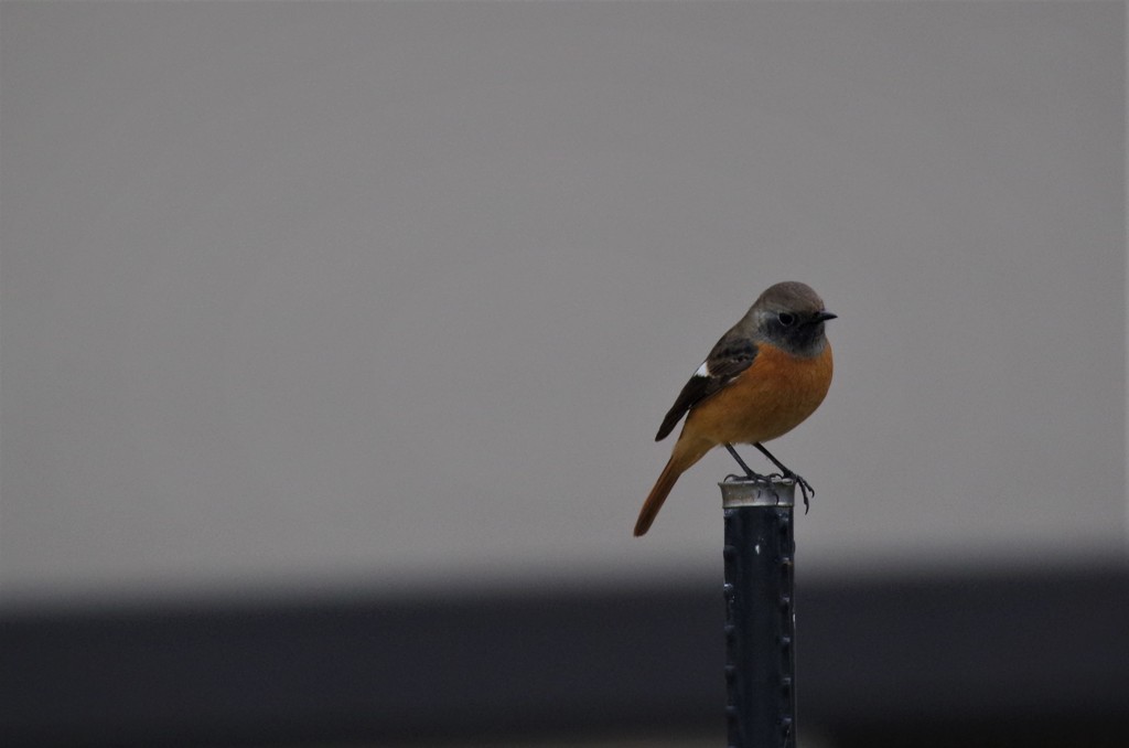 一昨日のジョビ君  (1)