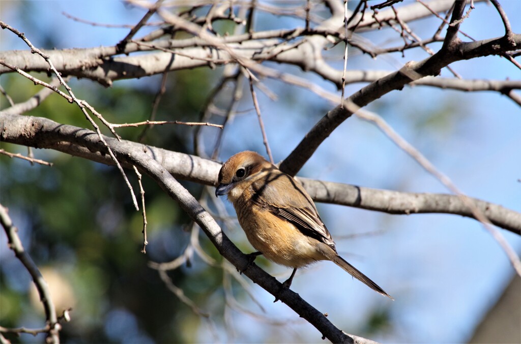 今日の野鳥 (1)