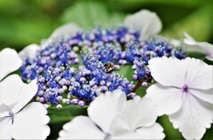 紫陽花 (1)