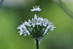 一昨日の花