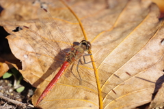 昨日のアキアカネ (1)