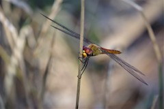 昨日のトンボ (3)