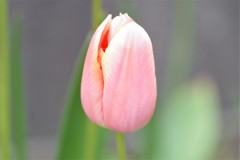 庭先にて (2)