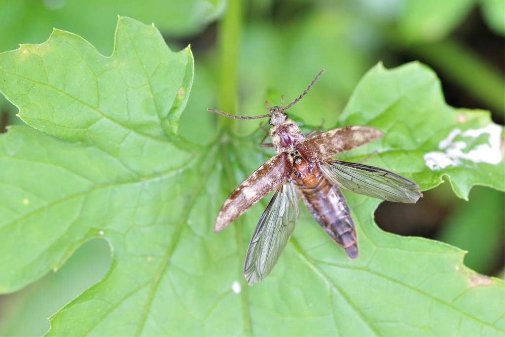 さぁ飛ぶよ～ (2)