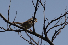 今日のウグイス