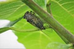 無花果とクマゼミ (2)