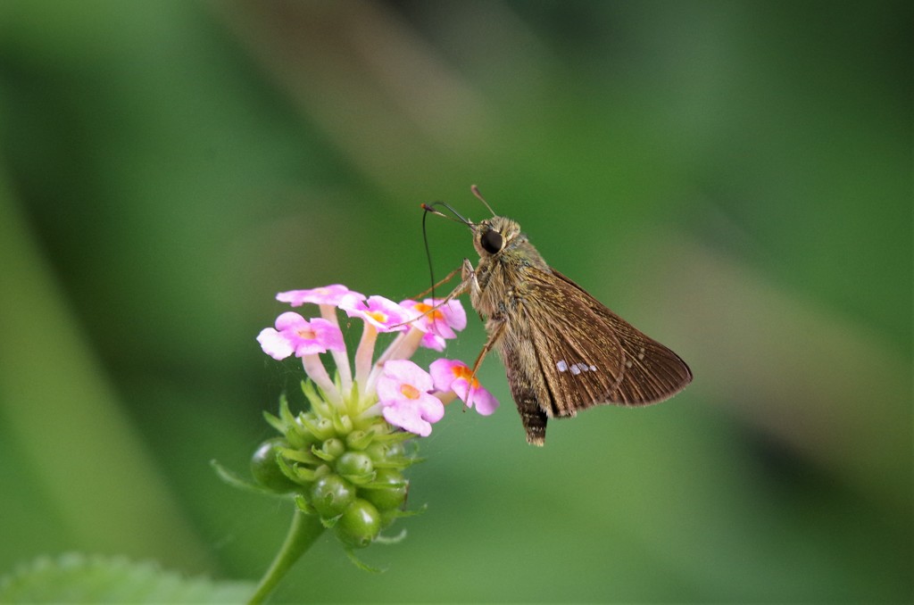 この蜜おいしいー (1)