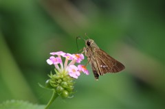 この蜜おいしいー (1)
