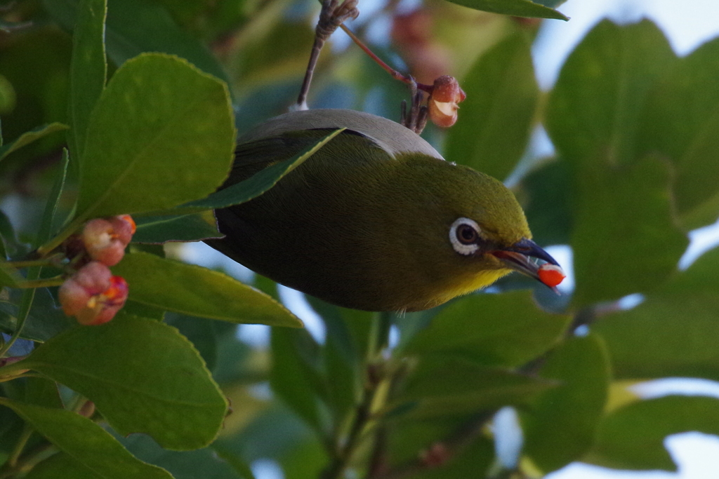 今日のメジロ (3)