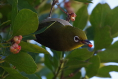 今日のメジロ (3)