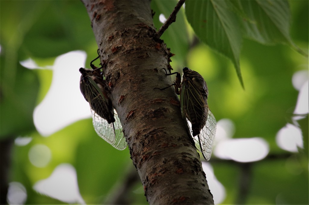 俺たちの季節 (2)