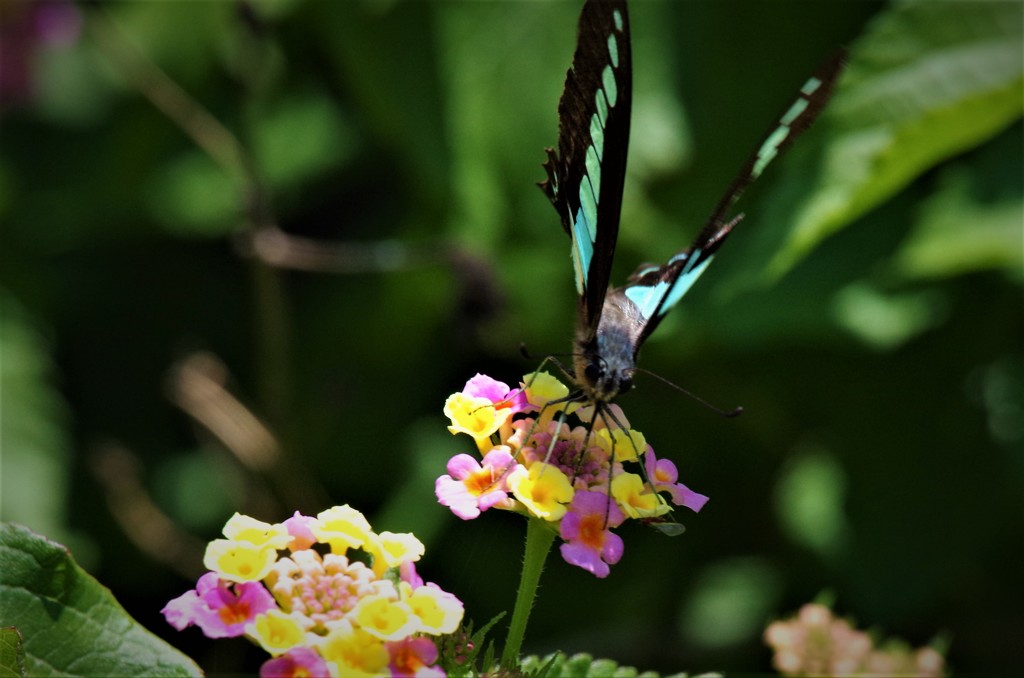 アオスジアゲハ (2)