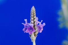 レースラベンダー2