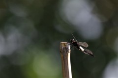 昨日のトンボ (1)