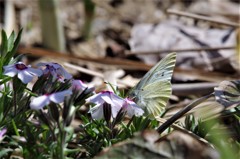 昨日の蝶たち (2)