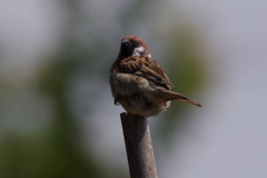 俺に何か用かぁ