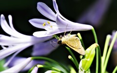 花とセセリ (3)