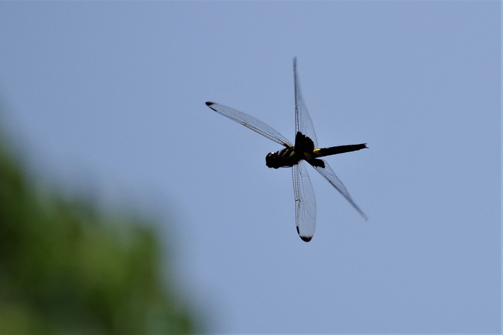 今日のトンボ (3)