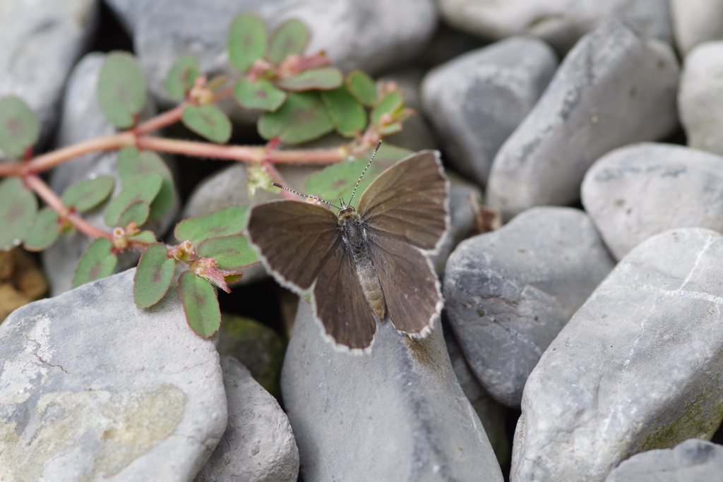 今日のヤマトシジミ